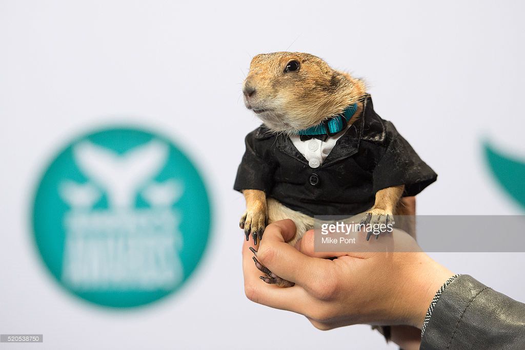Bing the prairie dog attends the 8th Annual Shorty Awards at The New York Times Center